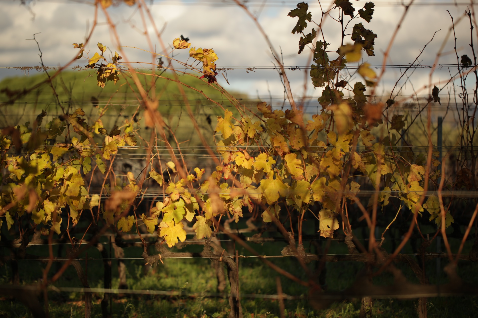 I Greppi Bolgheri - Our Wine 00003 Image