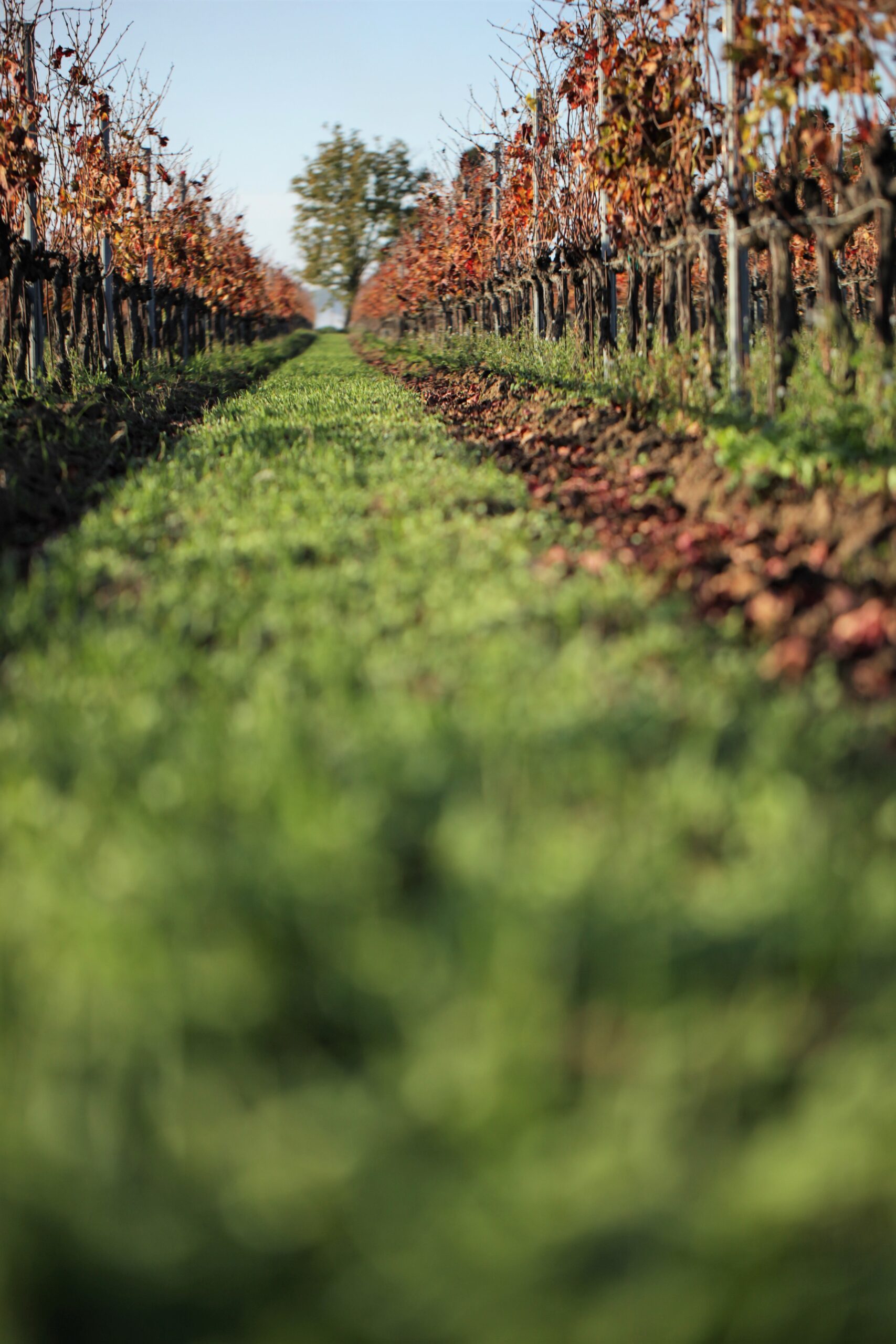 I Greppi Bolgheri - Sustainability 00002 Image