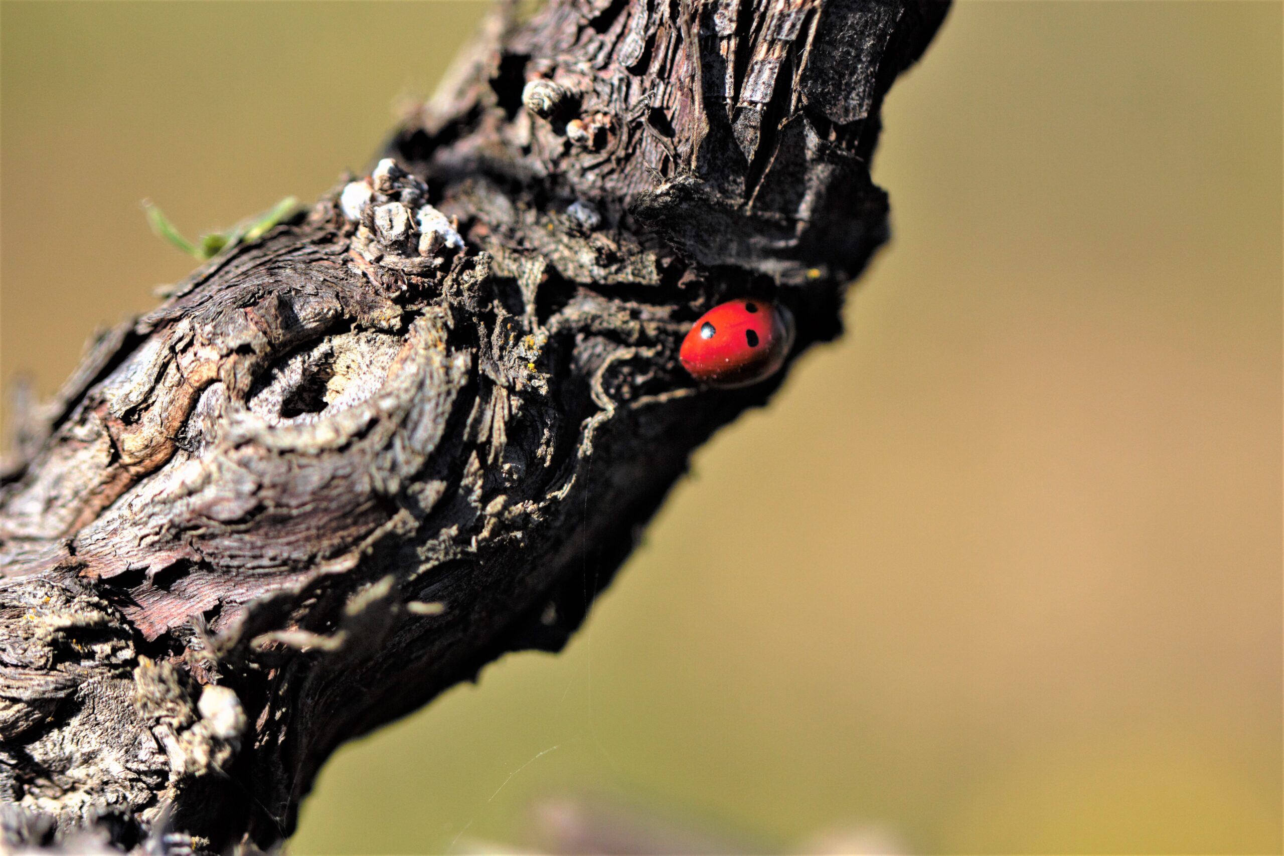 I Greppi Bolgheri - Sustainability 00004 Image