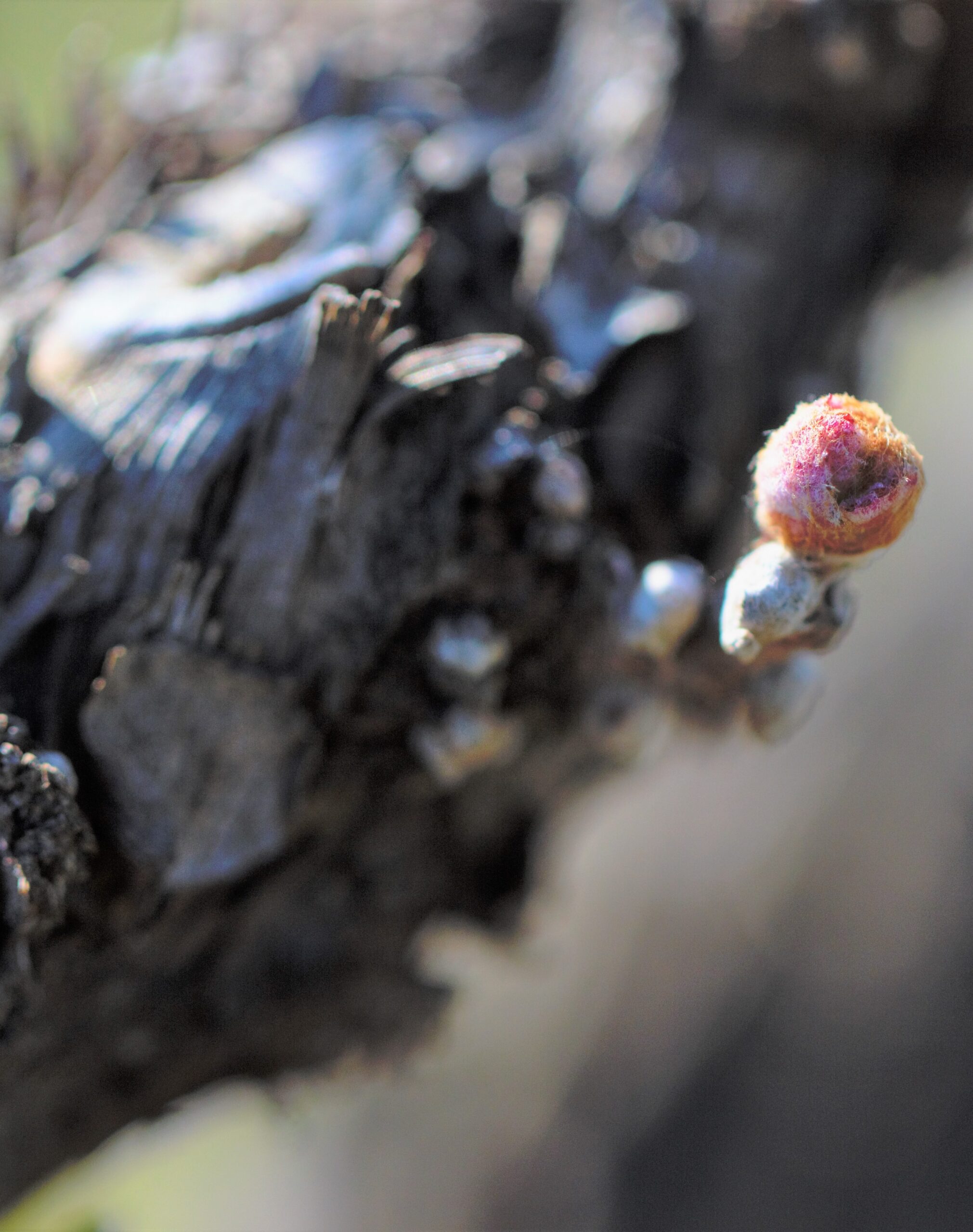 I Greppi Bolgheri - Sustainability 00005 Image