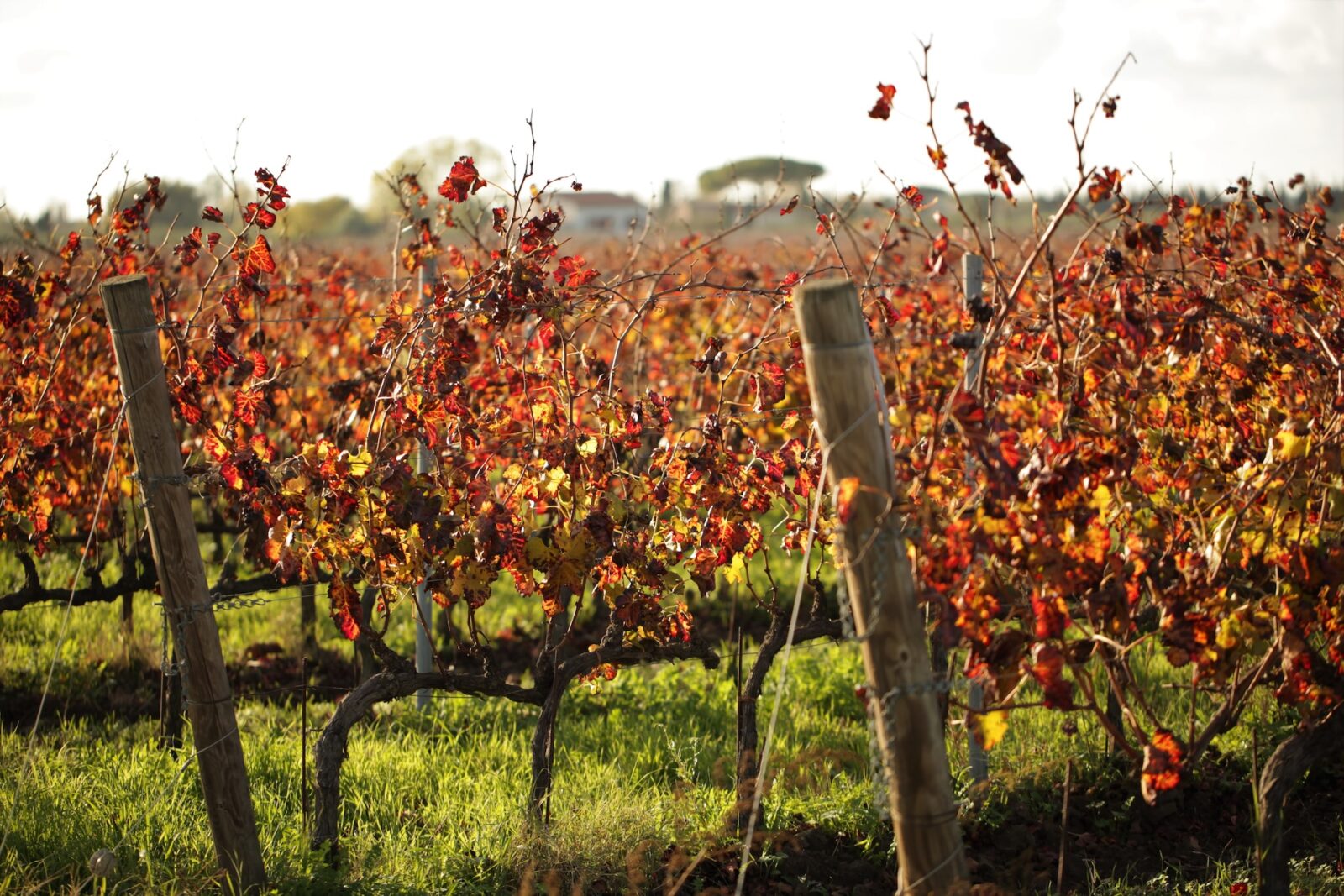 I Greppi Bolgheri - Sustainability 1 Image