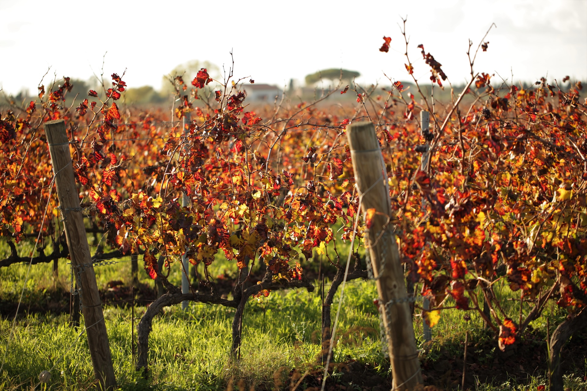 I Greppi Bolgheri - Sustainability 1 Image