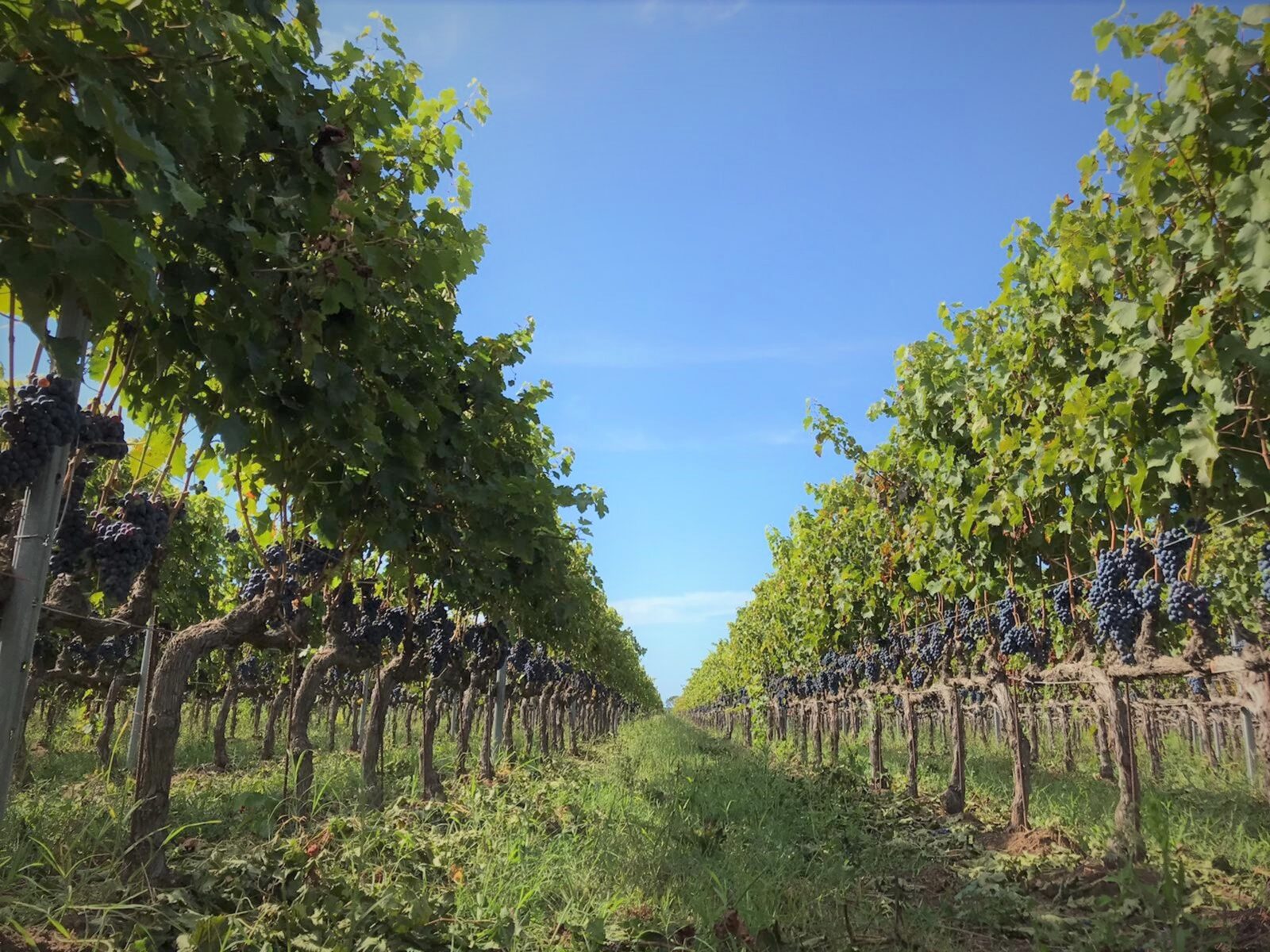 I Greppi Bolgheri - The Territory - Tuscan Coast 00001 Image